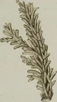 An illustration from (Band 1): mit acht und sechzig Kupfertafeln (1791)