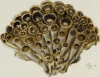 An illustration from (Band 1): mit acht und sechzig Kupfertafeln (1791)