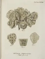 An illustration from (Band 1): mit acht und sechzig Kupfertafeln (1791)