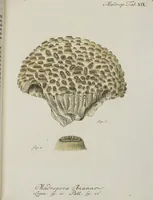 An illustration from (Band 1): mit acht und sechzig Kupfertafeln (1791)