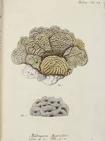 An illustration from (Band 1): mit acht und sechzig Kupfertafeln (1791)