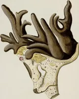 An illustration from (Band 1): mit acht und sechzig Kupfertafeln (1791)