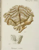 An illustration from (Band 1): mit acht und sechzig Kupfertafeln (1791)