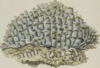 An illustration from (Band 1): mit acht und sechzig Kupfertafeln (1791)