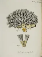 An illustration from (Band 1): mit acht und sechzig Kupfertafeln (1791)