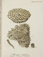 An illustration from (Band 1): mit acht und sechzig Kupfertafeln (1791)