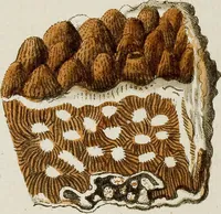 An illustration from (Band 1): mit acht und sechzig Kupfertafeln (1791)