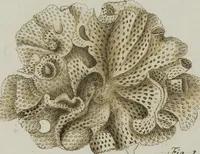 An illustration from (Band 1): mit acht und sechzig Kupfertafeln (1791)