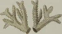 An illustration from (Band 1): mit acht und sechzig Kupfertafeln (1791)