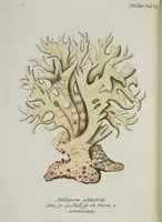 An illustration from (Band 1): mit acht und sechzig Kupfertafeln (1791)