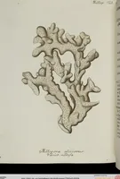 An illustration from (Band 1): mit acht und sechzig Kupfertafeln (1791)