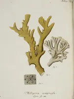 An illustration from (Band 1): mit acht und sechzig Kupfertafeln (1791)