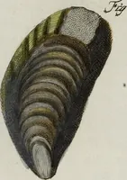 An illustration from (Band 1): mit acht und sechzig Kupfertafeln (1791)