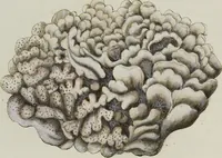 An illustration from (Band 1): mit acht und sechzig Kupfertafeln (1791)