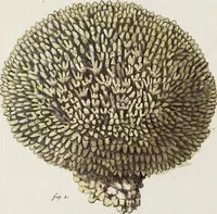 An illustration from (Band 1): mit acht und sechzig Kupfertafeln (1791)
