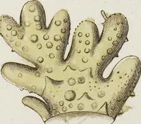 An illustration from (Band 1): mit acht und sechzig Kupfertafeln (1791)