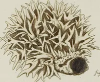 An illustration from (Band 1): mit acht und sechzig Kupfertafeln (1791)