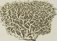 An illustration from (Band 1): mit acht und sechzig Kupfertafeln (1791)