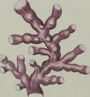 An illustration from (Band 1): mit acht und sechzig Kupfertafeln (1791)