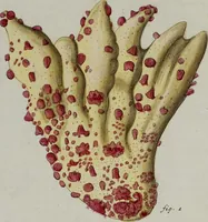 An illustration from (Band 1): mit acht und sechzig Kupfertafeln (1791)