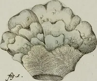 An illustration from (Band 1): mit acht und sechzig Kupfertafeln (1791)