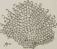 Picture 64 of 72 from (Band 1): mit acht und sechzig Kupfertafeln (1791), leaf 311