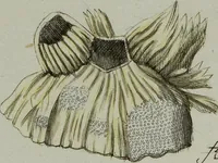 Picture 65 of 72 from (Band 1): mit acht und sechzig Kupfertafeln (1791), leaf 314