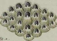 Picture 66 of 72 from (Band 1): mit acht und sechzig Kupfertafeln (1791), leaf 314