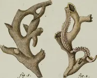 An illustration from (Band 1): mit acht und sechzig Kupfertafeln (1791)