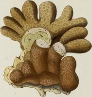 An illustration from (Band 1): mit acht und sechzig Kupfertafeln (1791)