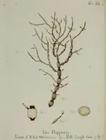 Picture 2 of 72 from (Band 1): mit acht und sechzig Kupfertafeln (1791), leaf 45