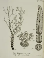 An illustration from (Band 1): mit acht und sechzig Kupfertafeln (1791)