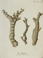 An illustration from (Band 1): mit acht und sechzig Kupfertafeln (1791)