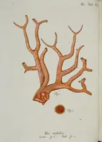 An illustration from (Band 1): mit acht und sechzig Kupfertafeln (1791)