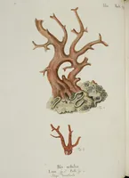 An illustration from (Band 1): mit acht und sechzig Kupfertafeln (1791)