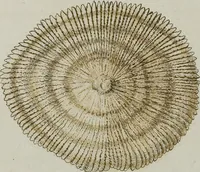 An illustration from (Band 1): mit acht und sechzig Kupfertafeln (1791)