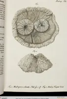 An illustration from (Band 1): mit acht und sechzig Kupfertafeln (1791)