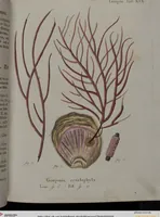 An illustration from (Band 2): Mit hundert und sechs illuminirten Kupfertafeln (1794)