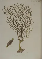 An illustration from (Band 2): Mit hundert und sechs illuminirten Kupfertafeln (1794)