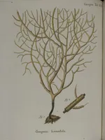 An illustration from (Band 2): Mit hundert und sechs illuminirten Kupfertafeln (1794)
