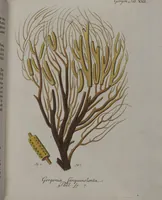 An illustration from (Band 2): Mit hundert und sechs illuminirten Kupfertafeln (1794)