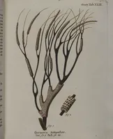 An illustration from (Band 2): Mit hundert und sechs illuminirten Kupfertafeln (1794)