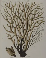 An illustration from (Band 2): Mit hundert und sechs illuminirten Kupfertafeln (1794)