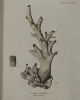 An illustration from (Band 2): Mit hundert und sechs illuminirten Kupfertafeln (1794)
