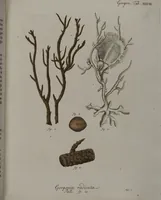 An illustration from (Band 2): Mit hundert und sechs illuminirten Kupfertafeln (1794)