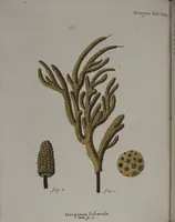 An illustration from (Band 2): Mit hundert und sechs illuminirten Kupfertafeln (1794)