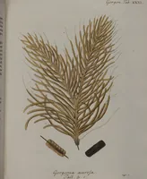 An illustration from (Band 2): Mit hundert und sechs illuminirten Kupfertafeln (1794)