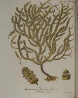 An illustration from (Band 2): Mit hundert und sechs illuminirten Kupfertafeln (1794)