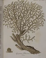 An illustration from (Band 2): Mit hundert und sechs illuminirten Kupfertafeln (1794)