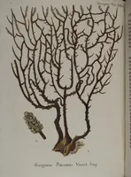 An illustration from (Band 2): Mit hundert und sechs illuminirten Kupfertafeln (1794)